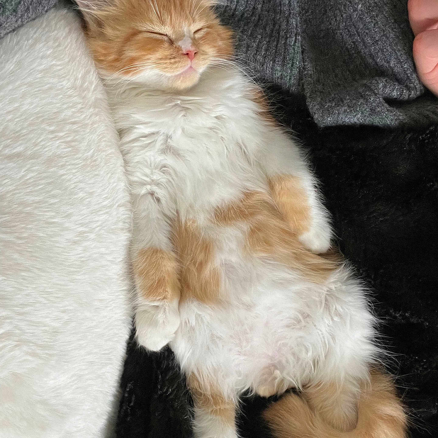 Milo a rejoint le concours — aidez-le/la à gagner de superbes lots ! abyssinian, angora, animal, blanket, bodypart, cat, couch, face, finger, furniture, hand, head, kitten, manx, person, pet, photography, portrait, siamese, sleeping