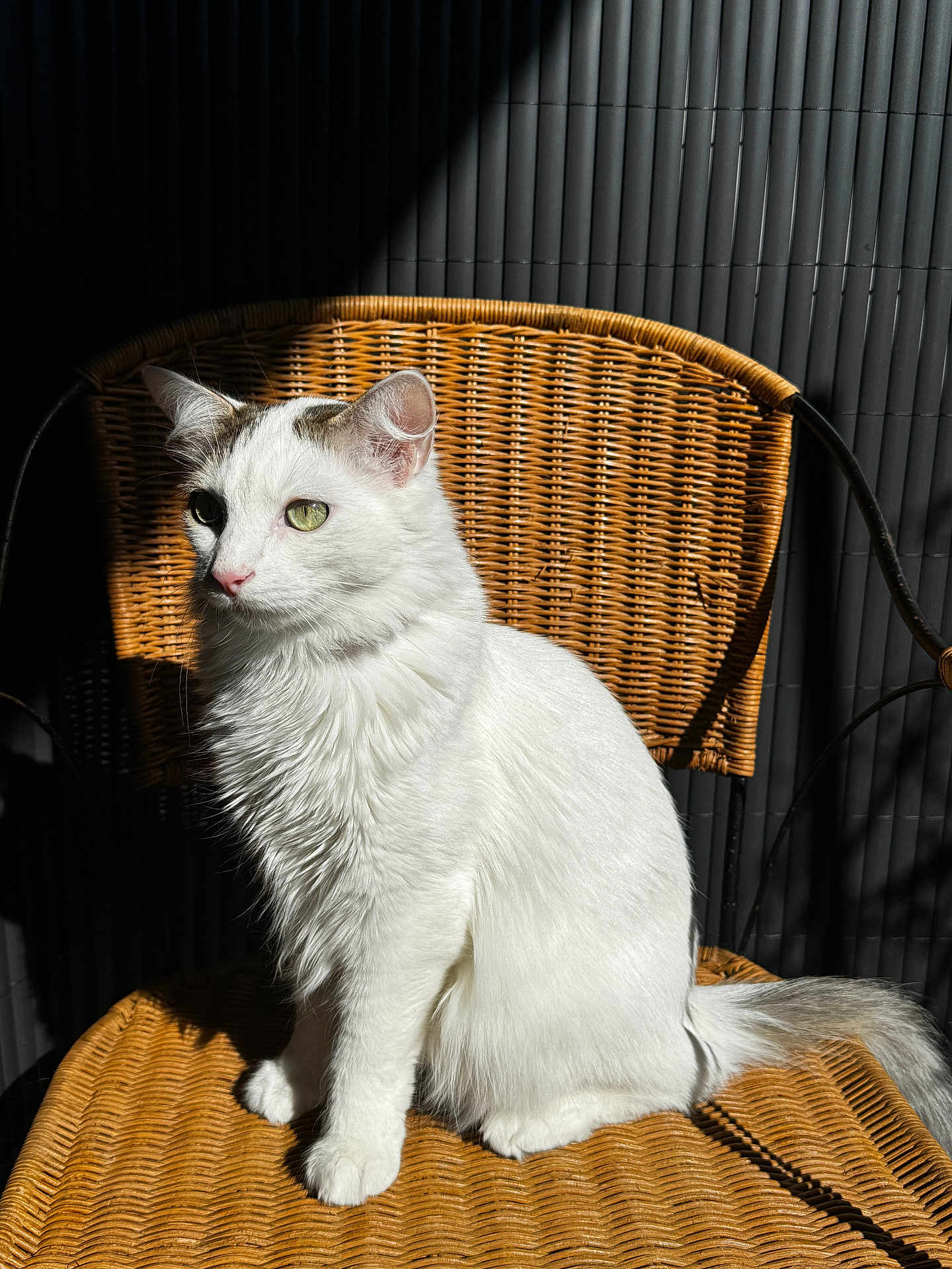 Flocon participe au concours pour gagner de l'argent avec cette photo : cat, white_cat, sitting, wicker_chair, sunlight, shadow, fur, pet, animal, indoor, calm, side_view, green_eyes, tail, ears, whiskers, feline, texture, pattern, relaxed