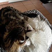 Flocon participe au concours pour gagner de l'argent avec cette photo : cat, cats, fluffy, fur, white_cat, brown_cat, sleeping, curled_up, basket, knitted, cozy, pet, animal, indoor, floor_tiles, resting, cute, companions, feline, home