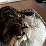 cat, cats, fluffy, fur, white_cat, brown_cat, sleeping, curled_up, basket, knitted, cozy, pet, animal, indoor, floor_tiles, resting, cute, companions, feline, home