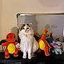 Flocon a rejoint le concours — aidez-le/la à gagner de superbes lots ! cat, plush_toy, pokemon, charmander, charizard, sobble, whiteboard, sitting, feline, indoor, shelf, stuffed_animal, toy, pet, cute, animal, fur, whiskers, ears, tail