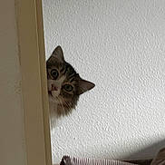 Luffy participe au concours pour gagner de l'argent avec cette photo : cat, curious, peeking, wall, indoor, striped_pillow, couch, feline, whiskers, ears, eyes, fur, home, cozy, furniture, domestic, animal, pet, portrait, closeup