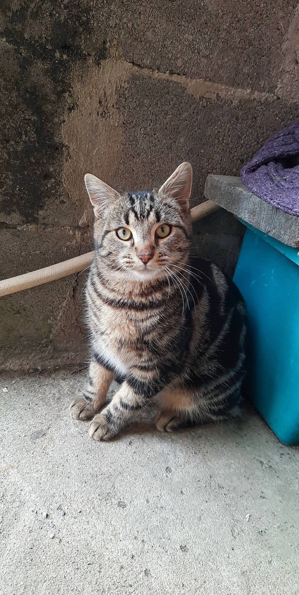 Shadow a rejoint le concours — aidez-le/la à gagner de superbes lots ! asphalt, carnivore, cat, domestic_short_haired_cat, door, felidae, fur, grey, paw, road_surface, sitting, small_to_medium_sized_cats, snout, tail, terrestrial_animal, whiskers, wildlife, window