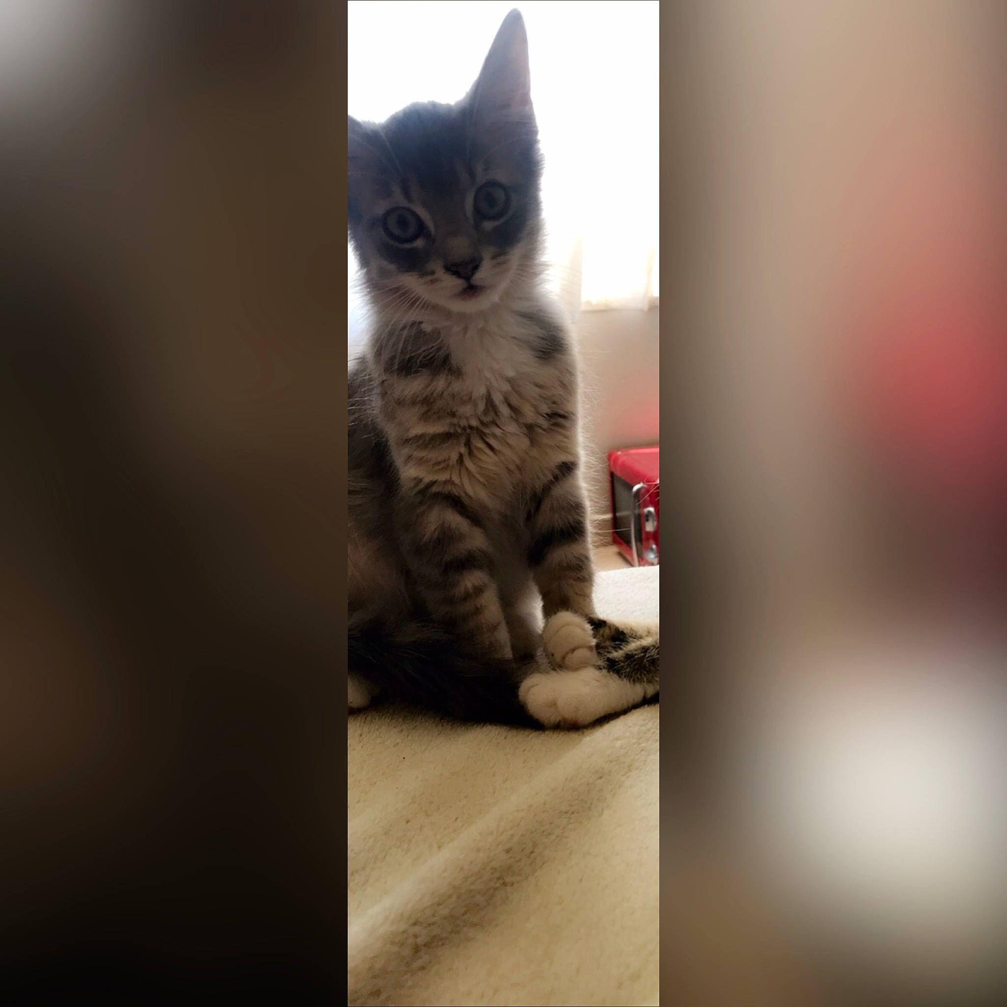 Rody a rejoint le concours — aidez-le/la à gagner de superbes lots ! american_shorthair, american_wirehair, asian, british_semi_longhair, carnivore, cat, domestic_short_haired_cat, european_shorthair, eye, felidae, fur, kitten, ojos_azules, paw, polydactyl_cat, small_to_medium_sized_cats, tabby_cat, tail, whiskers, window