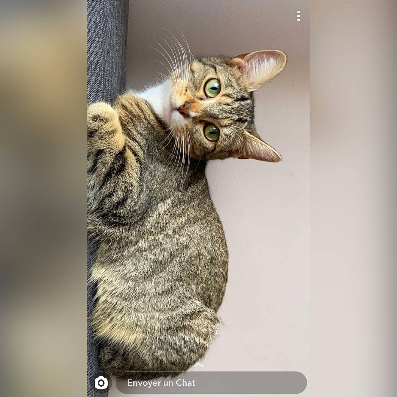 Rody participe au concours pour gagner de l'argent avec cette photo : asian, california_spangled, carnivore, cat, domestic_short_haired_cat, dragon_li, egyptian_mau, european_shorthair, felidae, kitten, ocicat, photo_caption, photography, pixie_bob, small_to_medium_sized_cats, snout, tabby_cat, toyger, whiskers, wildlife