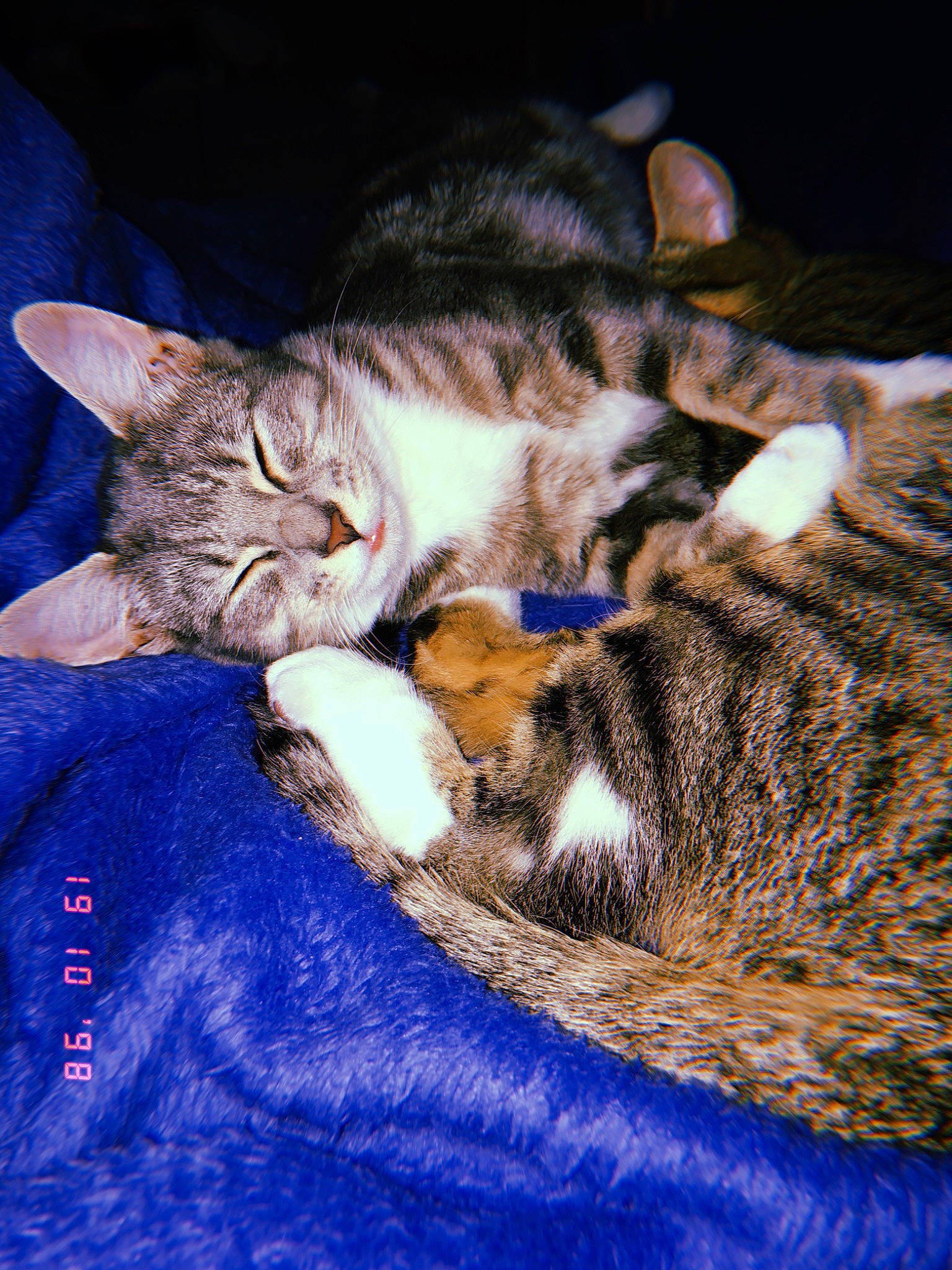 Tia a rejoint le concours — aidez-le/la à gagner de superbes lots ! aegean_cat, american_wirehair, asian, california_spangled, carnivore, cat, domestic_short_haired_cat, dragon_li, egyptian_mau, european_shorthair, felidae, fur, kitten, mammal, pixie_bob, small_to_medium_sized_cats, tabby_cat, whiskers