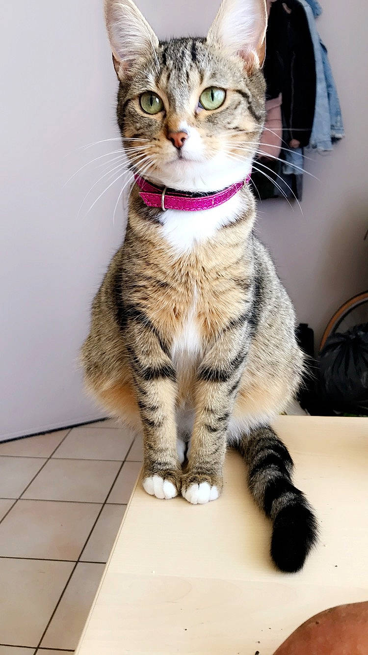 Minoucha La Maman a rejoint le concours — aidez-le/la à gagner de superbes lots ! aegean_cat, american_shorthair, american_wirehair, arabian_mau, asian, australian_mist, california_spangled, carnivore, cat, domestic_short_haired_cat, dragon_li, european_shorthair, felidae, kitten, mammal, small_to_medium_sized_cats, sokoke, tabby_cat, vertebrate, whiskers