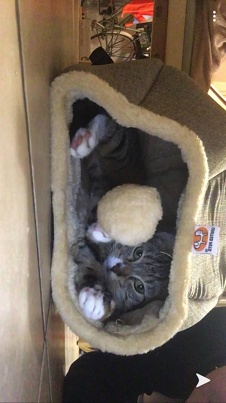 Minoucha La Maman participe au concours pour gagner de l'argent avec cette photo : animal_shelter, cat, cat_bed, cat_supply, fawn, felidae, fur, russian_blue, small_to_medium_sized_cats