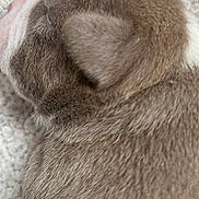 Ades participe au concours pour gagner de l'argent avec cette photo : puppy, dog, fur, close_up, sleeping, blanket, soft, texture, animal, pet, cute, brown, ear, snout, cozy, resting, young, domestic_animal, indoor, sleep