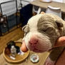 puppy, newborn, dog, hand, indoor, table, chair, wooden_floor, pink_nose, cute, small, sleeping, pet, domestic_animal, furniture, human_hand, close_up, blurred_background, cozy, animal