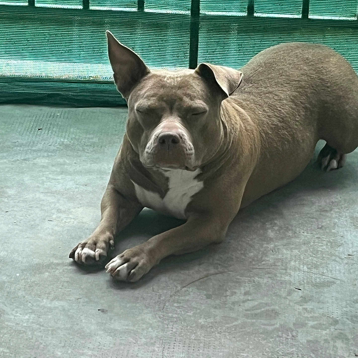 Shaïa participe au concours pour gagner de l'argent avec cette photo : animal, brown_coat, calm, canine, closed_eyes, concrete_floor, daylight, dog, ears, fence, green_mesh, lying_down, one_ear_up, outdoor, paw, pet, quiet, relaxed, resting, white_chest