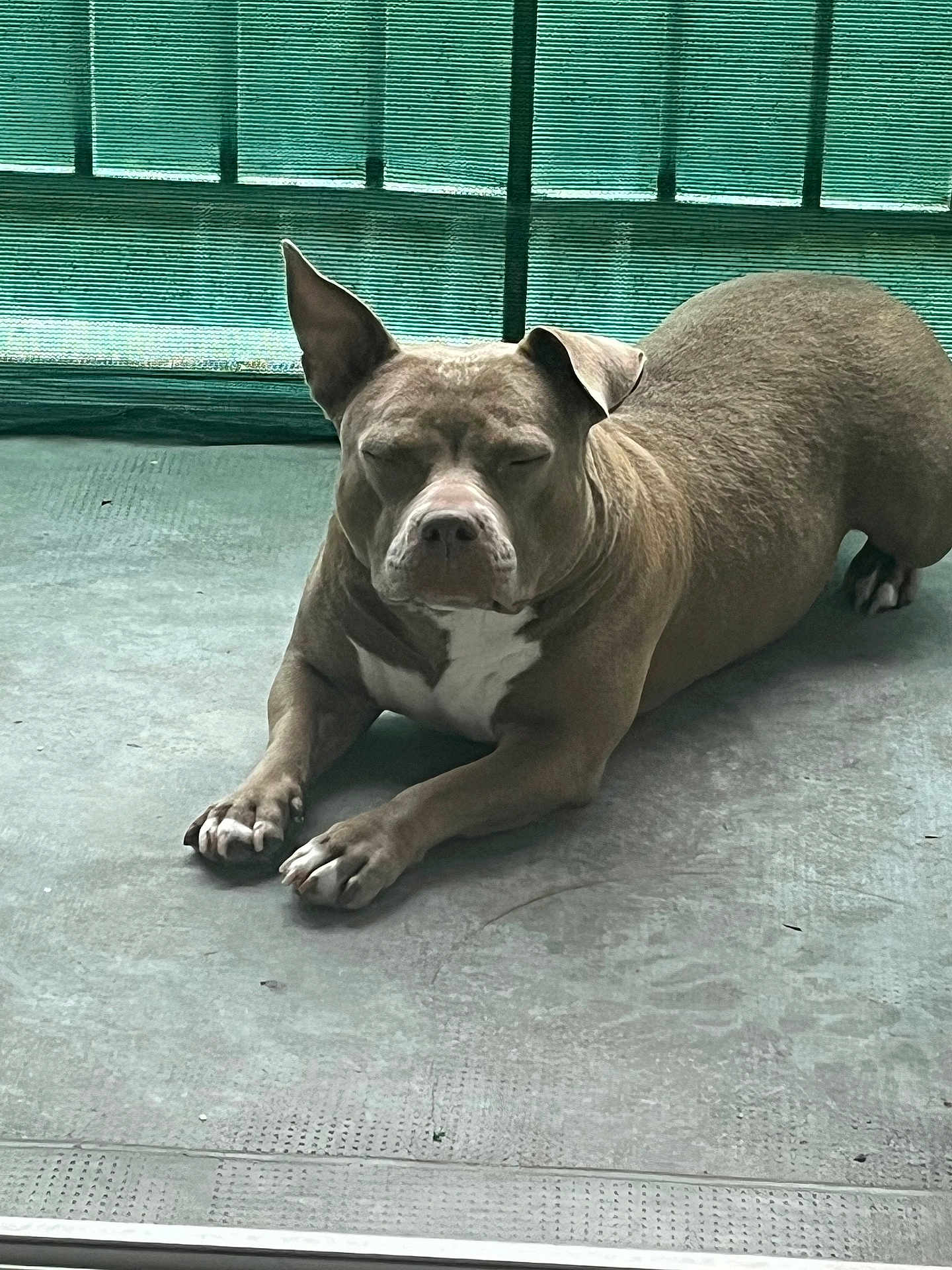 Shaïa participe au concours pour gagner de l'argent avec cette photo : dog, animal, pet, resting, concrete_floor, green_mesh, outdoor, relaxed, brown_coat, white_chest, ears, paw, quiet, calm, daylight, fence, one_ear_up, closed_eyes, lying_down, canine