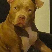 Shaïa participe au concours pour gagner de l'argent avec cette photo : animal, background, brown, canine, close_up, companion, cute, dog, domestic, ears, expression, face, fur, indoor, looking, mammal, pet, portrait, sitting, white