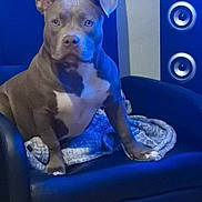 Shaïa participe au concours pour gagner de l'argent avec cette photo : dog, armchair, blanket, blue_light, speaker, indoor, pet, muscular, seated, canine, ears, fur, expression, furniture, comfort, home, domestic_animal, portrait, resting, quiet