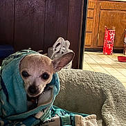 Josie joined the competition — help win amazing prizes! dog, chihuahua, blanket, wrapped, pet, indoor, cozy, bed, kitchen, cabinet, microwave, tile_floor, small_dog, cute, animal, brown, white, fur, ears, looking