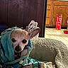 dog, chihuahua, blanket, wrapped, pet, indoor, cozy, bed, kitchen, cabinet, microwave, tile_floor, small_dog, cute, animal, brown, white, fur, ears, looking