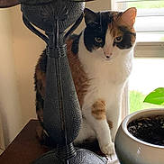 Buttercup joined the competition — help win amazing prizes! cat, calico_cat, lamp, potted_plant, window, indoor, wooden_surface, plant, curious, animal, pet, feline, decor, daylight, table, home, leaf, white_fur, brown_fur, black_fur