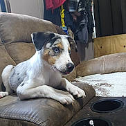 Nova joined the competition — help win amazing prizes! dog, puppy, blue_eyes, recliner, brown_furniture, indoor, curious, pet, animal, household, toy, resting, furniture, living_room, canine, ears, nose, paw, cute, domestic