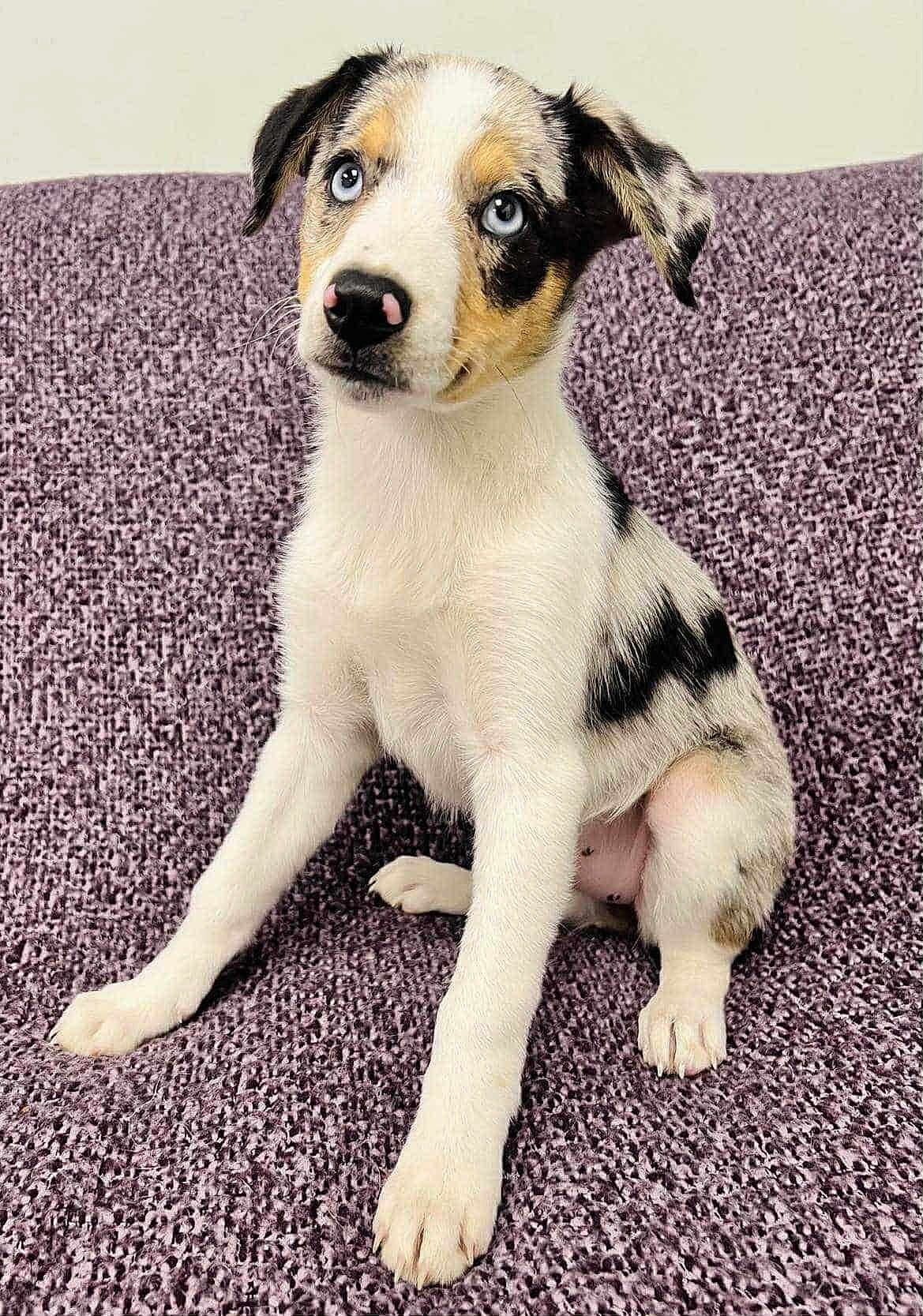 Nova is registered to the contest to win money with this photo: puppy, dog, blue_eyes, sitting, curious, indoor, blanket, fur_pattern, pet, animal, cute, young, mammal, attention, face, ears, nose, paw, texture, comfort