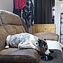 Nova joined the competition — help win amazing prizes! dog, couch, leather, indoor, pet, resting, sniffing, armrest, cup_holder, coats, hanging_clothes, wooden_barrier, living_room, furniture, brown, white, black_spots, curious, relaxed, domestic