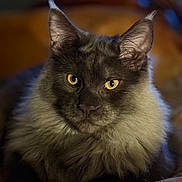 Mannix joined the competition — help win amazing prizes! animal, cat, close_up, cozy, cute, domestic_cat, ears, face, feline, fluffy, fur, indoor, muzzle, pet, portrait, relaxed, sitting, warm_lighting, whiskers, yellow_eyes