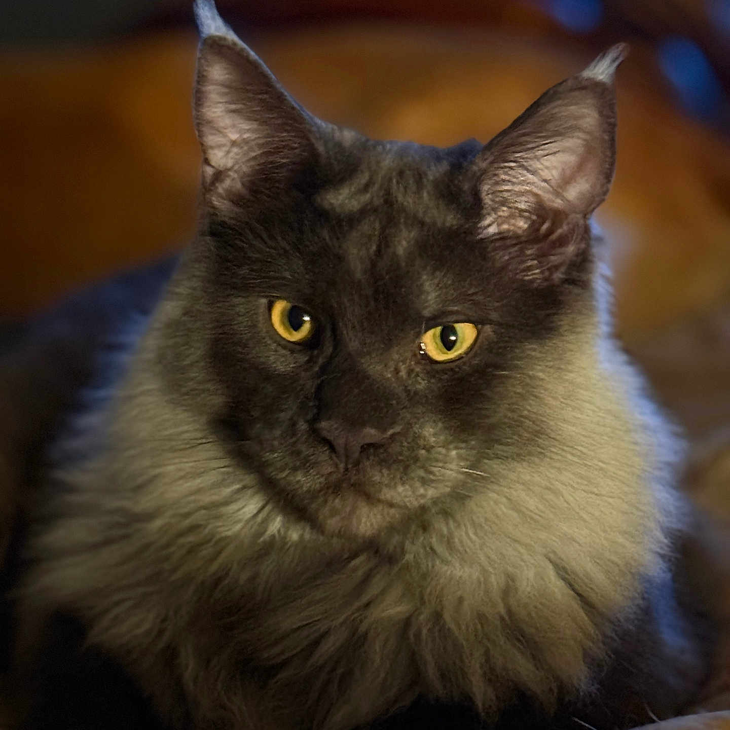 Mannix joined the competition — help win amazing prizes! animal, cat, close_up, cozy, cute, domestic_cat, ears, face, feline, fluffy, fur, indoor, muzzle, pet, portrait, relaxed, sitting, warm_lighting, whiskers, yellow_eyes