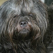 Rayna a rejoint le concours — aidez-le/la à gagner de superbes lots ! dog, black_dog, fluffy, close_up, portrait, pet, fur, hair_clip, animal, canine, indoors, looking_at_camera, muzzle, whiskers, nose, face, fur_texture, calm, companion, pet_portrait