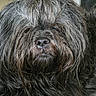 dog, black_dog, fluffy, close_up, portrait, pet, fur, hair_clip, animal, canine, indoors, looking_at_camera, muzzle, whiskers, nose, face, fur_texture, calm, companion, pet_portrait