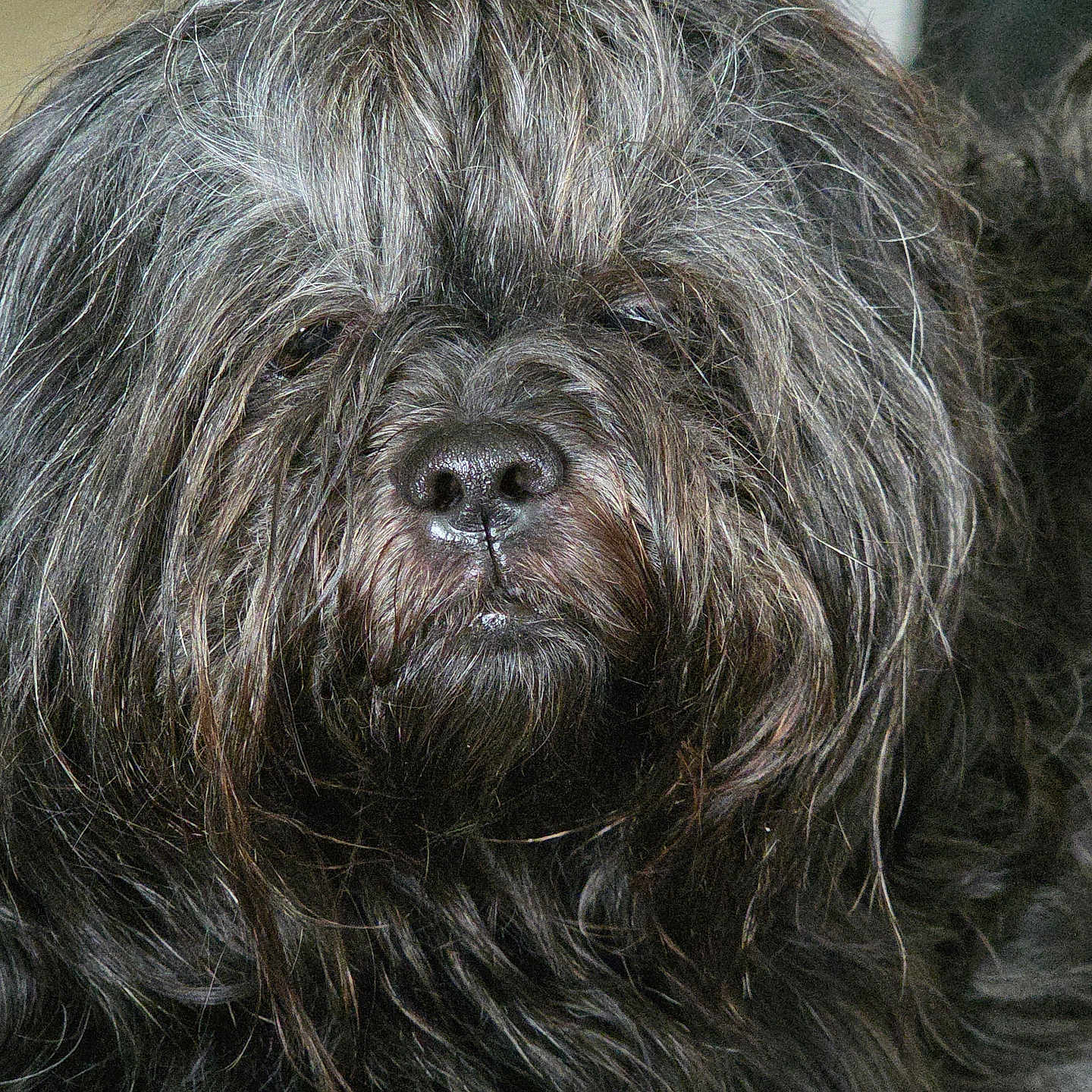 Rayna a rejoint le concours — aidez-le/la à gagner de superbes lots ! dog, black_dog, fluffy, close_up, portrait, pet, fur, hair_clip, animal, canine, indoors, looking_at_camera, muzzle, whiskers, nose, face, fur_texture, calm, companion, pet_portrait