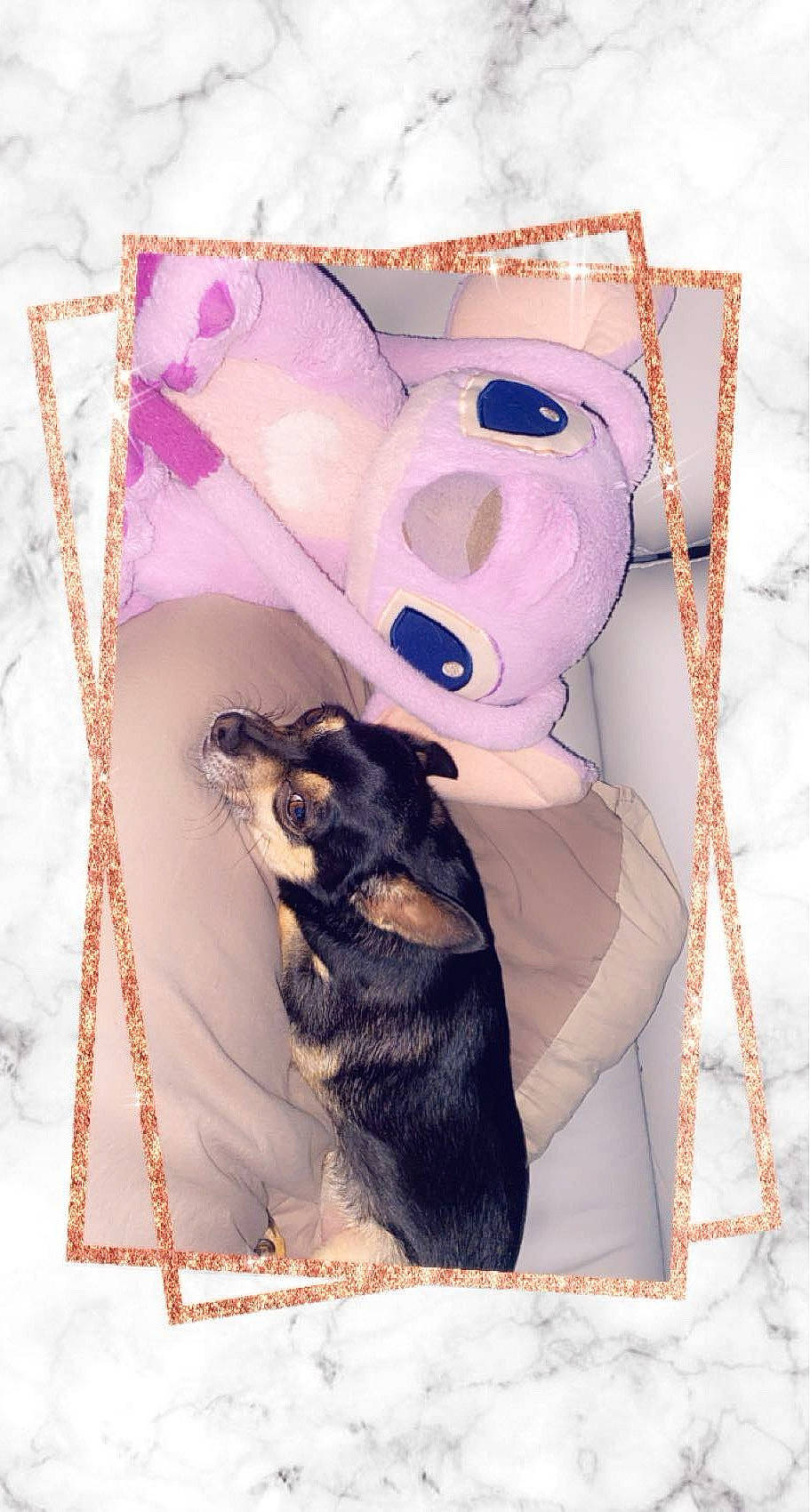 Marvel participe au concours pour gagner de l'argent avec cette photo : animal, ball, canine, chihuahua, cushion, dog, face, head, homedecor, hound, husky, indoors, person, pet, photography, portrait, puppy, purple, sleeping, sport