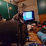 Nala is registered to the contest to win money with this photo: cat, stove, lamp, television, indoor, furniture, clutter, room, pet, wood, floor, household, cozy, blur, relaxing, animal, domestic, sitting, focus, warmth