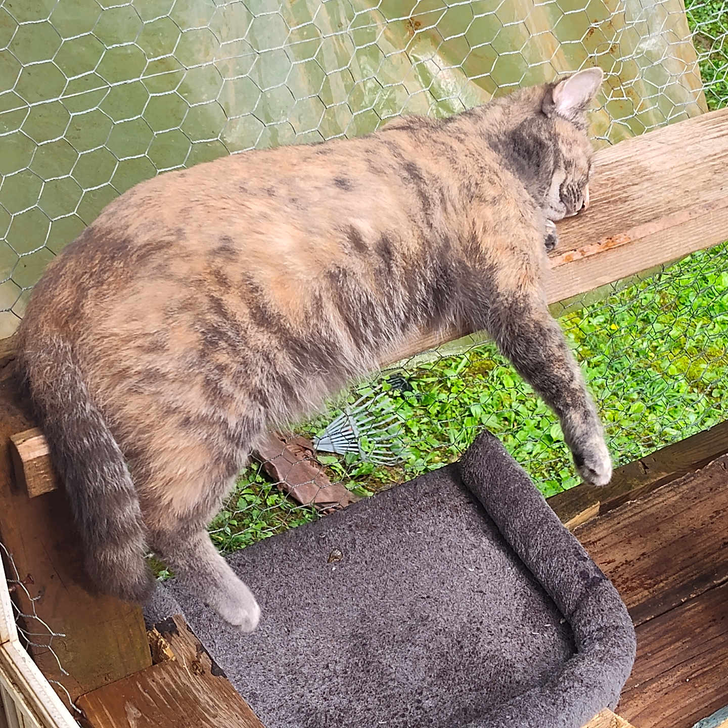 Nala