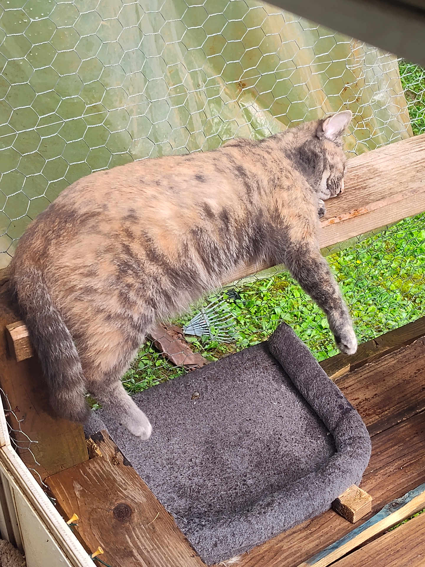 Nala is registered to the contest to win money with this photo: cat, sleeping, wood, outdoor, fence, wire_mesh, pet, animal, resting, fluffy, gray, brown, nature, grass, enclosure, relaxing, paw, tail, closeup, daylight