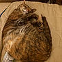 Nala is registered to the contest to win money with this photo: cat, tabby, sleeping, curled_up, fur, pet, indoor, quilted_surface, bottle, snack_bag, cozy, relaxed, animal, whiskers, tail, paws, domestic, mammal, resting, cute