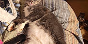 Socks joined the competition — help win amazing prizes! cat, gray_cat, white_fur, bed, blanket, striped_bedspread, indoor, pet, relaxed, sleeping, tongue_out, feline, fur, cozy, home, litter_box, household_items, resting, cute, animal