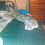 cat, bed, blanket, dorm_room, dresser, furniture, indoor, nap, patterned_blanket, pet, resting, sleeping, soft_lighting, towel, two_cats, wooden_furniture, cozy, domestic, feline, quiet