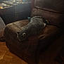 cat, sleeping, leather_chair, indoor, dim_light, wooden_floor, side_table, clutter, blanket, relaxation, pet, furniture, cozy, domestic, gray_cat, quiet, resting, home, nap, soft_light