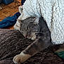 cat, sleeping, gray_cat, white_paw, blanket, cozy, indoor, feline, resting, paw, fur, comfort, blanket_texture, relaxation, domestic_animal, animal, pet, close_up, soft, nap