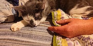 Chance joined the competition — help win amazing prizes! cat, person, sleeping, hand, blanket, bed, indoor, cozy, resting, striped, gray_cat, white_cat, quilt, comfort, relaxation, animal, feline, human, sleep, soft