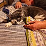 cat, person, sleeping, hand, blanket, bed, indoor, cozy, resting, striped, gray_cat, white_cat, quilt, comfort, relaxation, animal, feline, human, sleep, soft