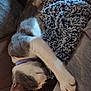 cat, sleeping, paw, collar, blanket, couch, furry, cozy, resting, pet, indoor, fur, relaxation, animal, whiskers, ear, closeup, comfort, texture, human_leg