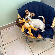 Biancka a rejoint le concours — aidez-le/la à gagner de superbes lots ! dog, puppy, stuffed_animal, lion_toy, chair, blanket, blue_blanket, pet_bed, sleeping, sitting, cuddling, indoor, home, tile_floor, white_and_brown, collar, toy, cozy, second_dog, relaxed