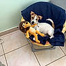 dog, puppy, stuffed_animal, lion_toy, chair, blanket, blue_blanket, pet_bed, sleeping, sitting, cuddling, indoor, home, tile_floor, white_and_brown, collar, toy, cozy, second_dog, relaxed
