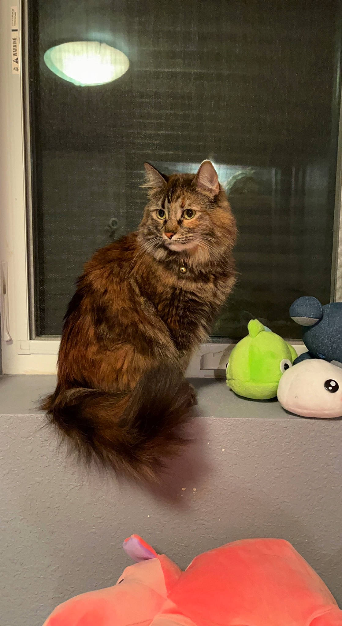 Quinn joined the competition — help win amazing prizes! box, carnivore, cat, cat_supply, claw, domestic_short_haired_cat, event, felidae, flooring, fur, maine_coon, paw, siberian, small_to_medium_sized_cats, snout, tail, whiskers, window, wood