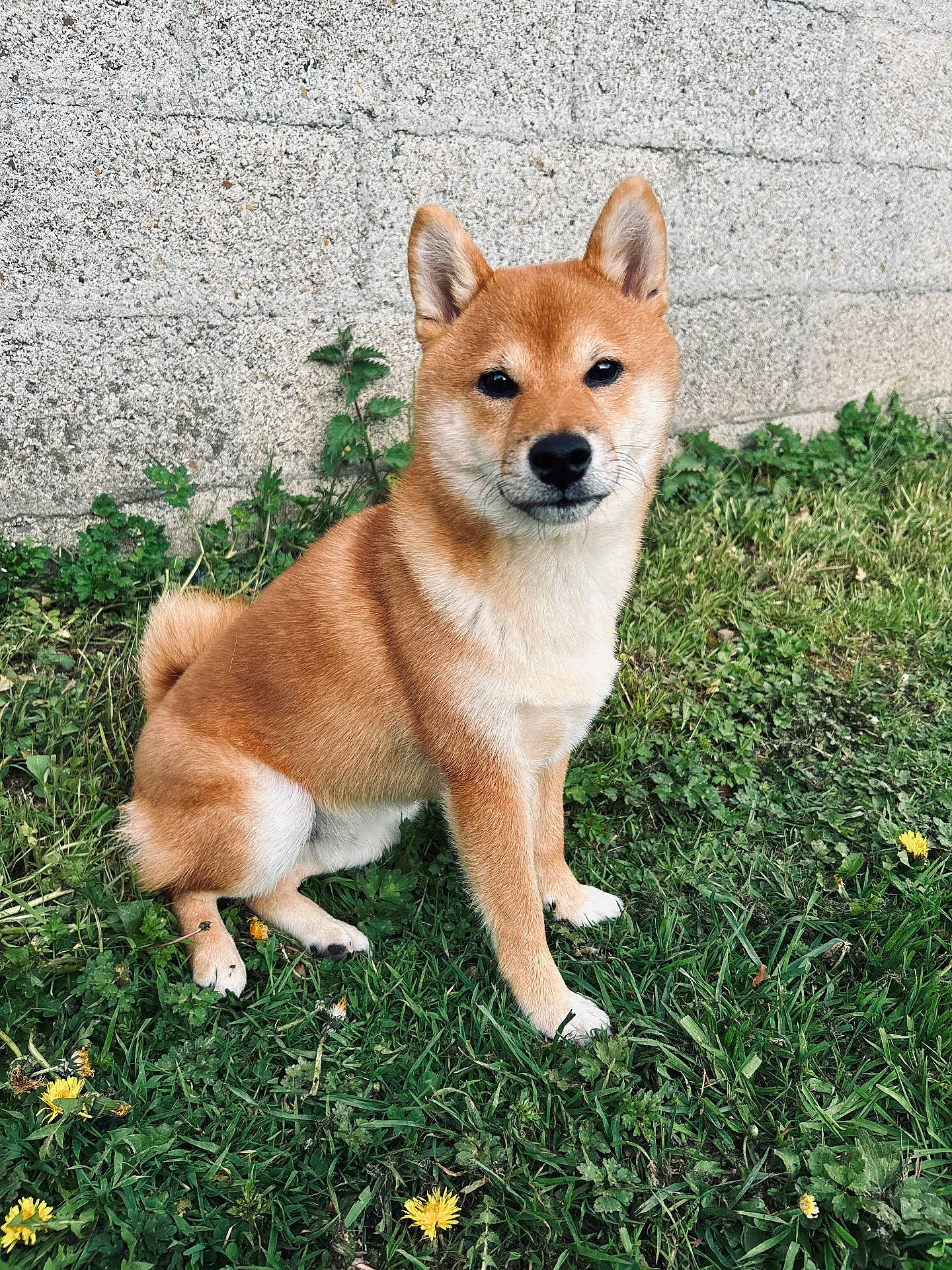 Valko participe au concours pour gagner de l'argent avec cette photo : accessories, animal, backyard, canine, dog, goldenretriever, grass, herbal, herbs, husky, lawn, leash, nature, outdoors, pet, plant, puppy, strap, whitedog, yard