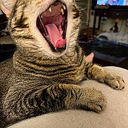 Fred joined the competition — help win amazing prizes! cat, tabby, yawning, close_up, mouth_open, tongue, teeth, paw, feline, indoor, blurred_background, television, furniture, cozy, resting, animal, pet, whiskers, striped, sleepy