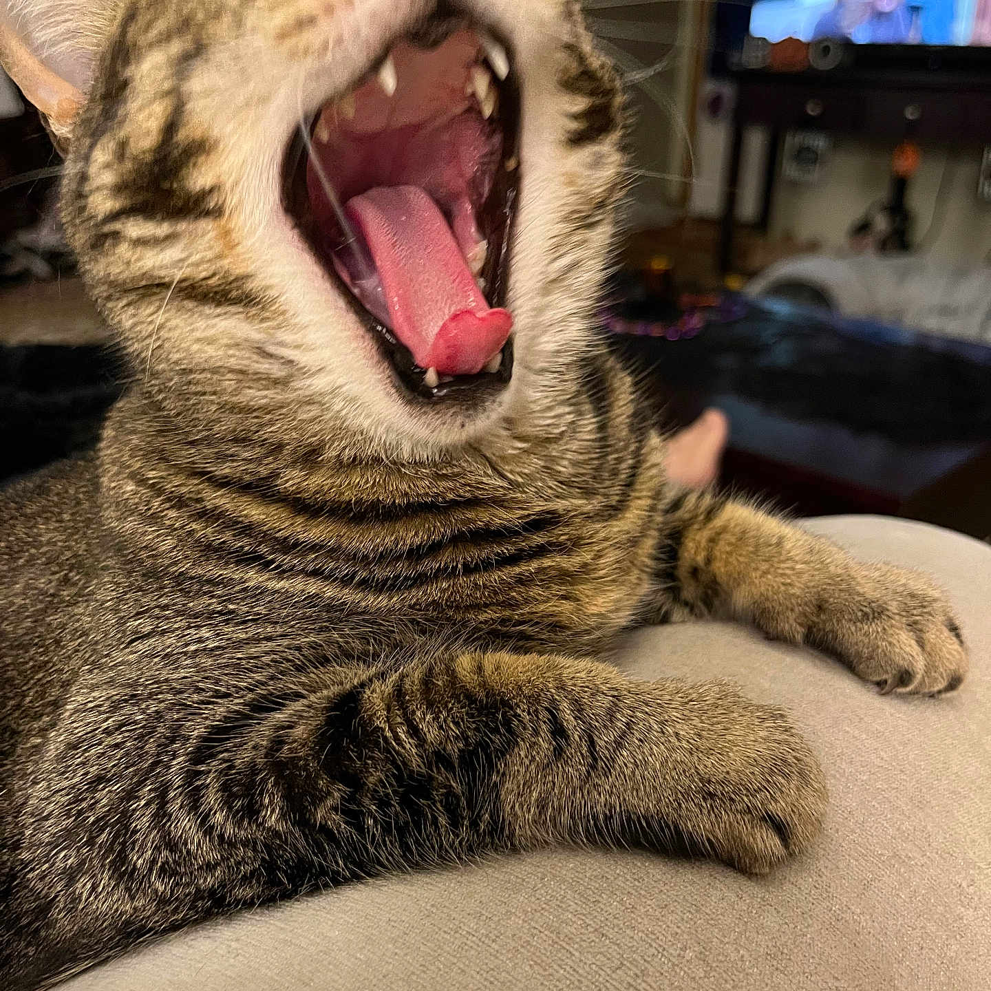Fred