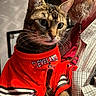Fred joined the competition — help win amazing prizes! cat, tabby_cat, pet, animal, man, beard, glasses, braid, shirt, red_clothing, sports_jersey, indoor, portrait, whiskers, face, human, holding, cute, close_up, affection