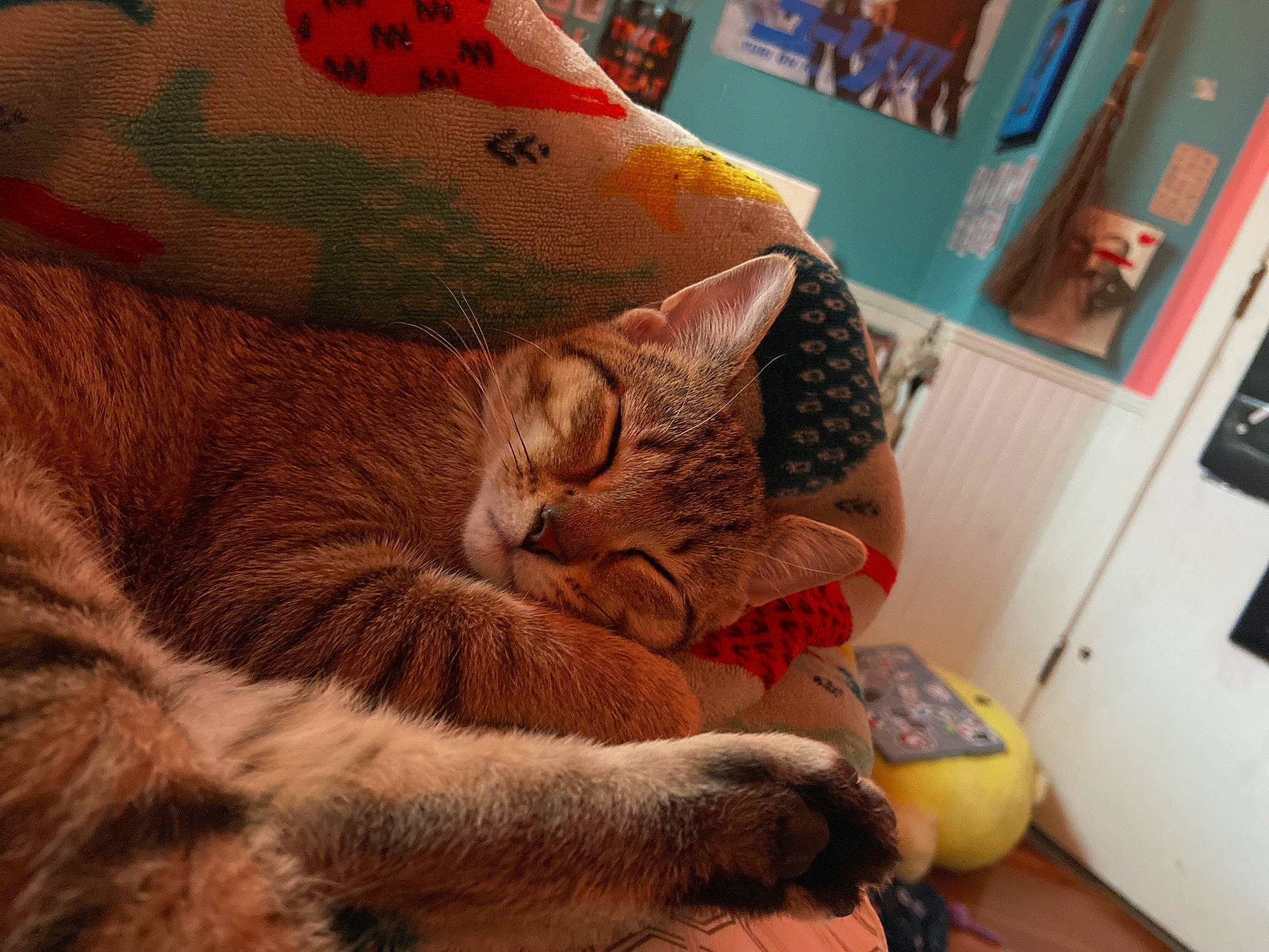 Romeo joined the competition — help win amazing prizes! bed, carnivore, cat, comfort, domestic_short_haired_cat, fawn, felidae, fur, linens, mammal, nap, orange, paw, picture_frame, room, sitting, small_to_medium_sized_cats, snout, tail, whiskers