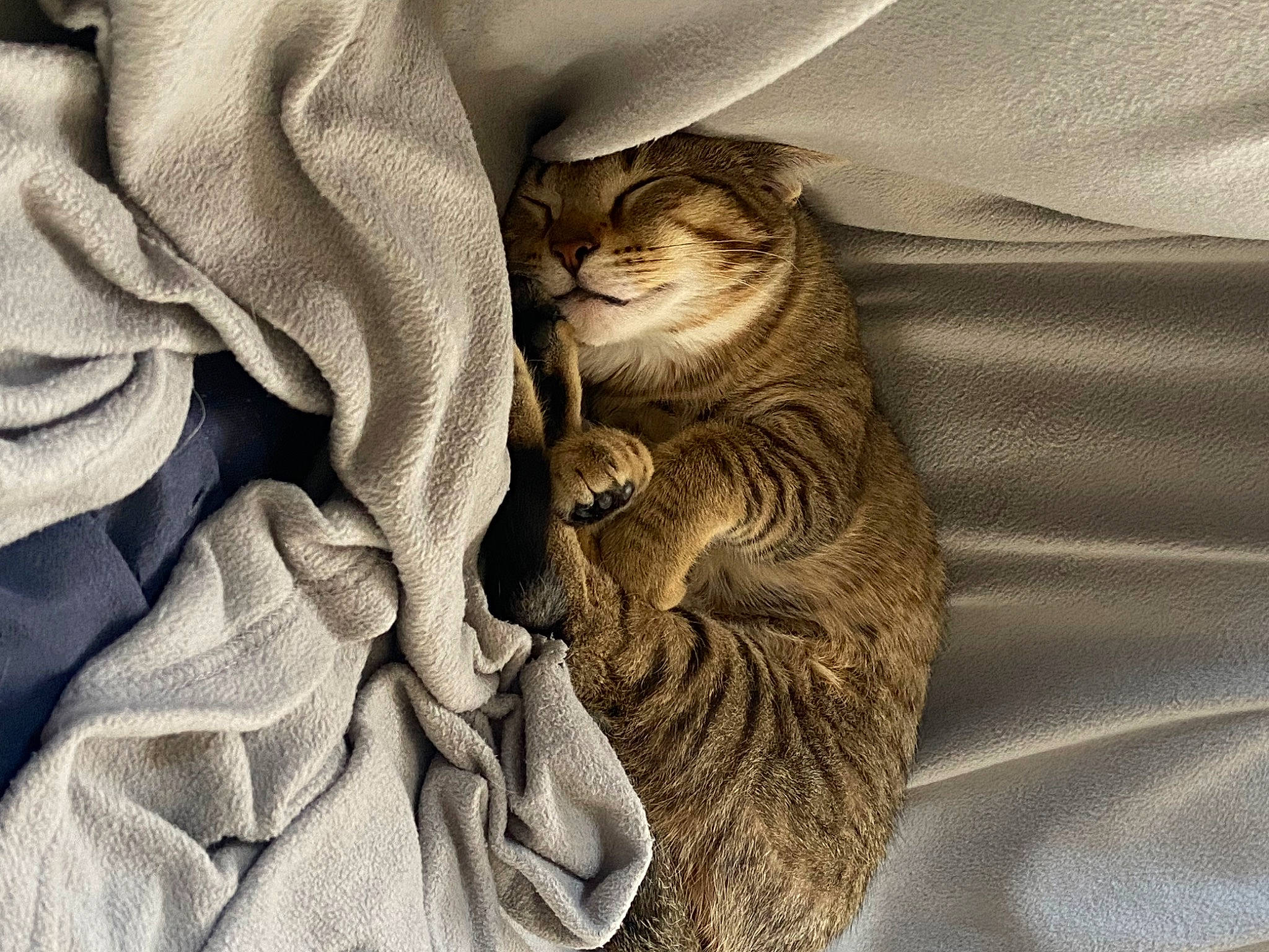 Romeo joined the competition — help win amazing prizes! bedding, beige, blanket, brown, carnivore, cat, comfort, domestic_short_haired_cat, felidae, fur, grey, linens, pattern, paw, small_to_medium_sized_cats, whiskers, wood, wrinkle